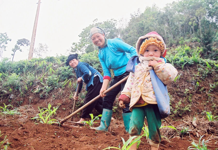 Người dân Đồng Văn canh tác trên vách đá