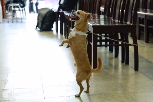 Rơi nước mắt với hình ảnh chú cún nhỏ buộc khăn tang trắng, quanh quẩn không rời bên linh cữu cố nghệ sĩ Lê Bình - Ảnh 7.