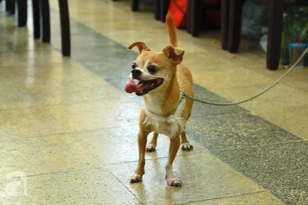 Rơi nước mắt với hình ảnh chú cún nhỏ buộc khăn tang trắng, quanh quẩn không rời bên linh cữu cố nghệ sĩ Lê Bình - Ảnh 4.