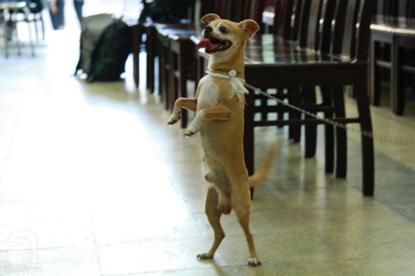 Rơi nước mắt với hình ảnh chú cún nhỏ buộc khăn tang trắng, quanh quẩn không rời bên linh cữu cố nghệ sĩ Lê Bình - Ảnh 9. Rơi nước mắt với hình ảnh chú cún nhỏ buộc khăn tang trắng, quanh quẩn không rời bên linh cữu cố nghệ sĩ Lê Bình - Ảnh 9.