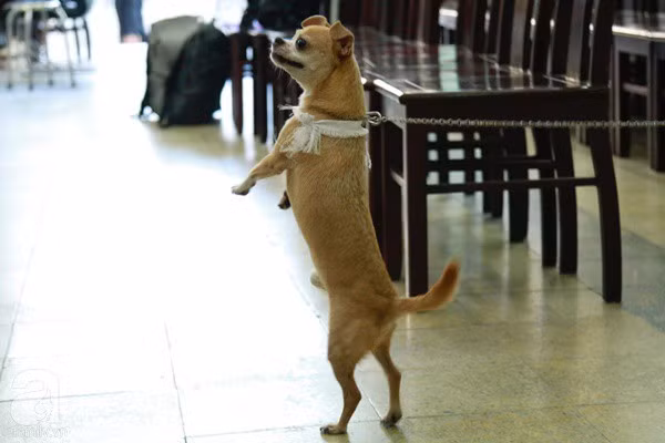 Rơi nước mắt với hình ảnh chú cún nhỏ buộc khăn tang trắng, quanh quẩn không rời bên linh cữu cố nghệ sĩ Lê Bình - Ảnh 2.