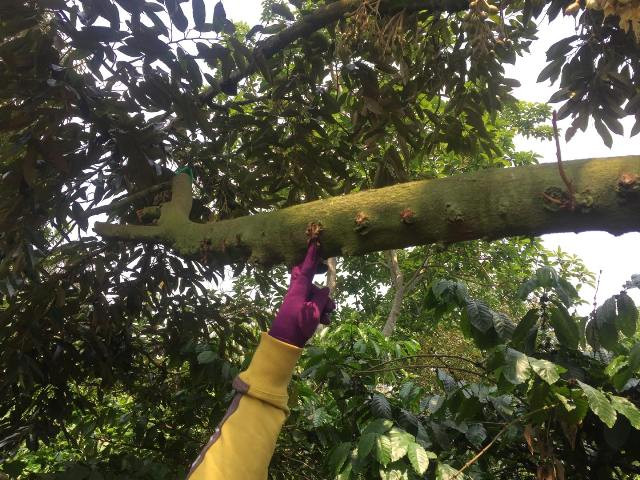 Những lỗ nhỏ trên cành cây bị kẻ xấu đục để bơm thuốc.