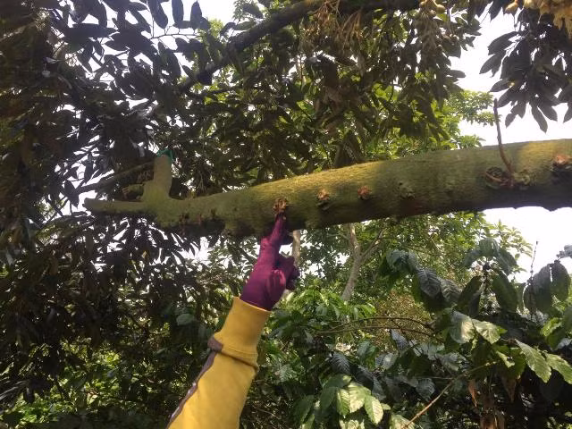 Những lỗ nhỏ trên cành cây bị kẻ xấu đục để bơm thuốc.