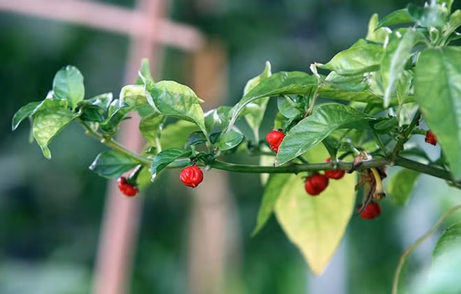 Có một loại ớt xấu ơi là xấu nhưng cay gấp 1.000 lần ớt thường và có khả năng... lấy mạng người - Ảnh 6.