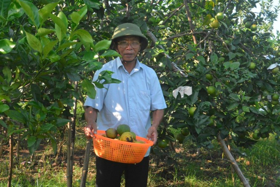 Mỗi ngày, người dân Nghi Diên đi đổ hàng chục triệu tiền cam