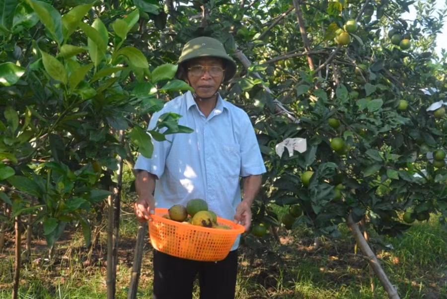 Mỗi ngày, người dân Nghi Diên đi đổ hàng chục triệu tiền cam