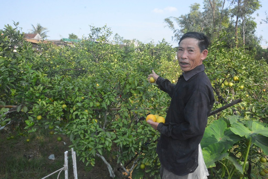 Bác Phan Công Hưởng, xã Nghi Diên, Nghi Lộc và bên vườn cam hơn hai 200 gốc đang bị rụng quả