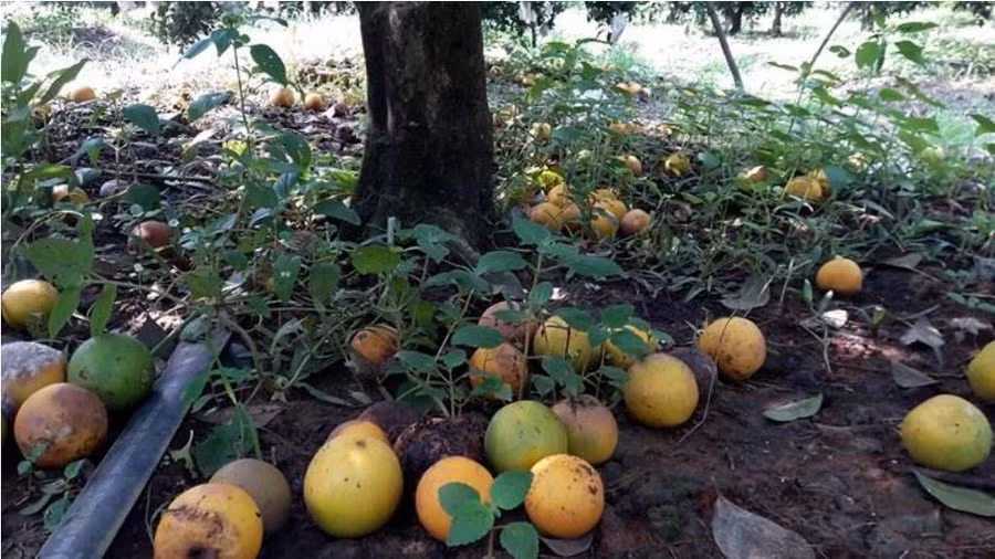 Sau mưa, cam Vinh rụng quả hàng loạt