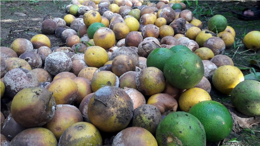 Cam rụng, hỏng tấp thành đống làm phân bón Cam rụng, hỏng tấp thành đống làm phân bón
