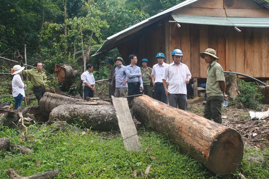 Khởi tố vụ án, bắt tạm giam 3 cán bộ tại BQL rừng phòng hộ Sông Tranh