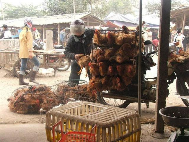 Phân biệt gà ta và gà thải từ Trung Quốc ảnh 1