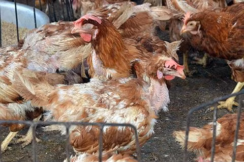 Phân biệt gà ta và gà thải từ Trung Quốc ảnh 2