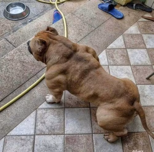 Thân hình thể thao, chiều cao hạn chế.