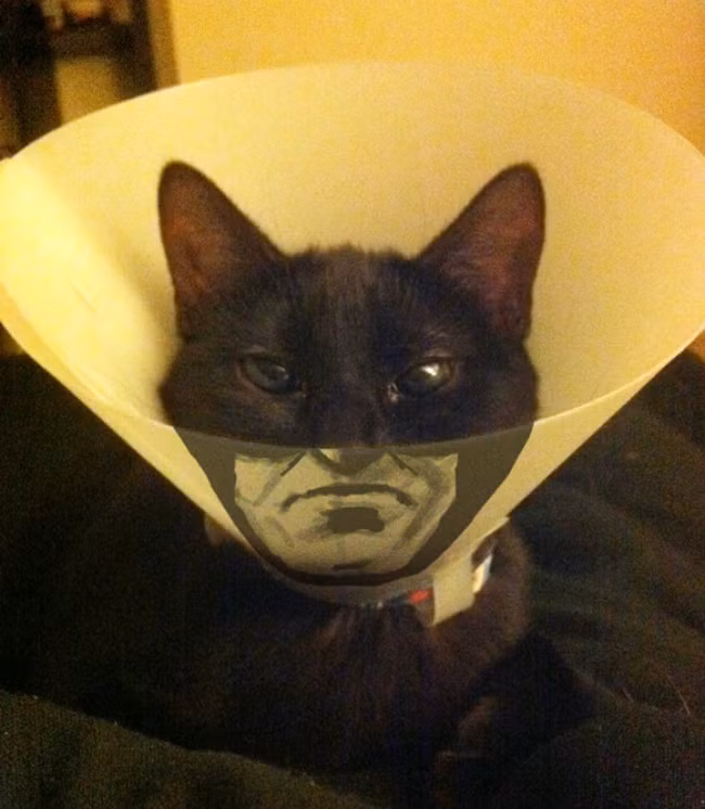 tinh co "chop" duoc khoanh khac trung hop bat ngo hinh anh 14