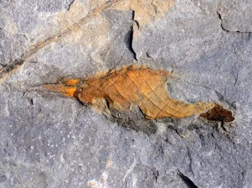 Giới khoa học mừng rỡ phát hiện hóa thạch trứng cá mập