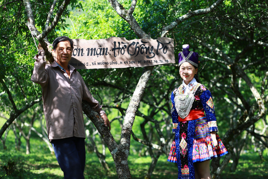 Với 300 gốc mận, gia đình ông Hờ Chồng Pó thu về hàng chục triệu đồng/năm.