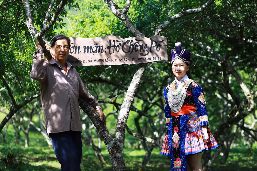 Với 300 gốc mận, gia đình ông Hờ Chồng Pó thu về hàng chục triệu đồng/năm.