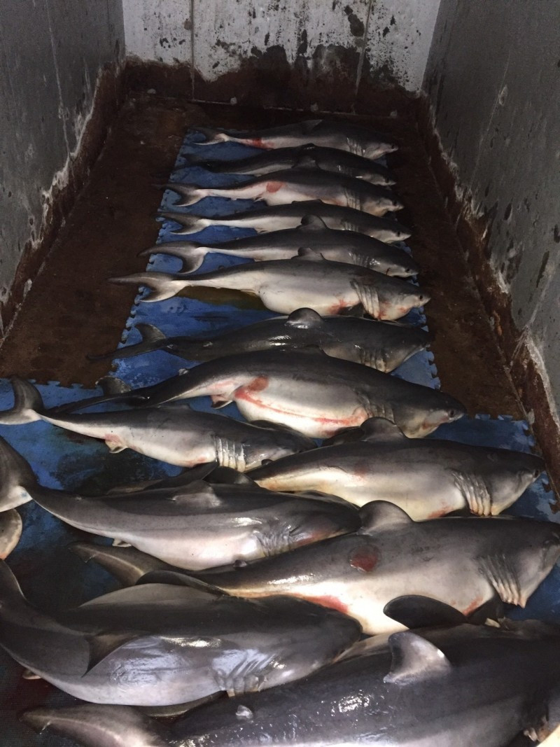 Mo bung ca map trang, dau long khi thay 14 ca map con ben trong hinh anh 2