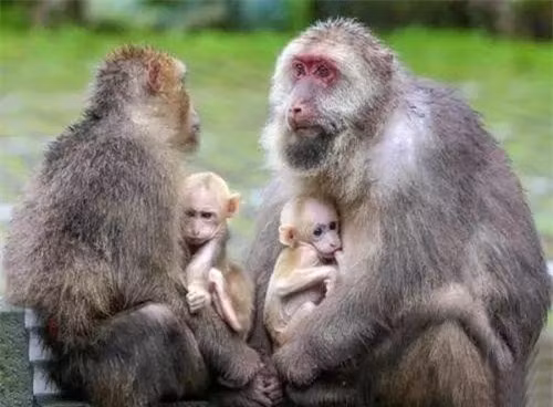 3 món ăn đáng sợ nhất trong lịch sử của vua chúa Trung Quốc - Ảnh 6