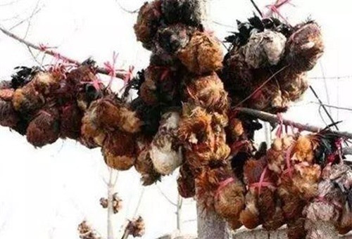 3 món ăn đáng sợ nhất trong lịch sử của vua chúa Trung Quốc - Ảnh 8 3 món ăn đáng sợ nhất trong lịch sử của vua chúa Trung Quốc - Ảnh 8