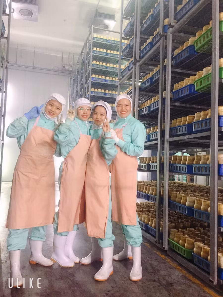 Sinh viên khoa Công nghệ sinh học thực tập trồng nấm tại Công ty Kids Forest (Nagano, Nhật Bản) năm 2019.