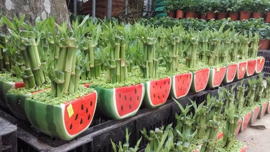 Cách chọn cây phong thủy hợp mệnh 12 con giáp đầu năm Nhâm Dần 2022 ảnh 2