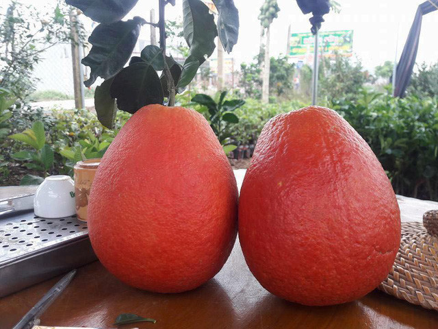 Đến cả chanh, bưởi, dưa chuột, ổi.... giờ cũng có màu đỏ rực ảnh 1