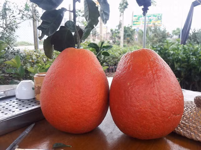 Đến cả chanh, bưởi, dưa chuột, ổi.... giờ cũng có màu đỏ rực ảnh 1