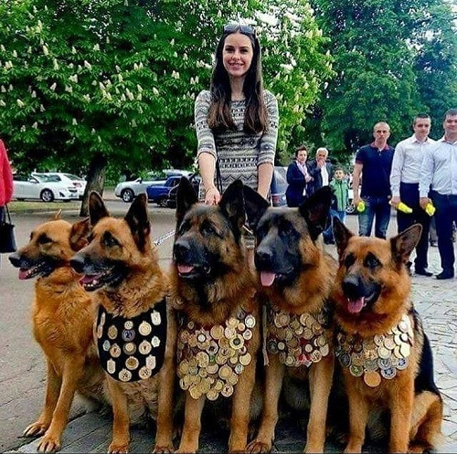 Người yêu không có, chó phải có một bầy. Người yêu không có, chó phải có một bầy.