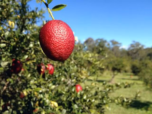 Đến cả chanh, bưởi, dưa chuột, ổi.... giờ cũng có màu đỏ rực ảnh 8