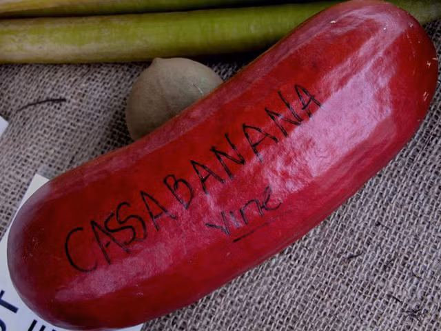 Đến cả chanh, bưởi, dưa chuột, ổi.... giờ cũng có màu đỏ rực ảnh 6