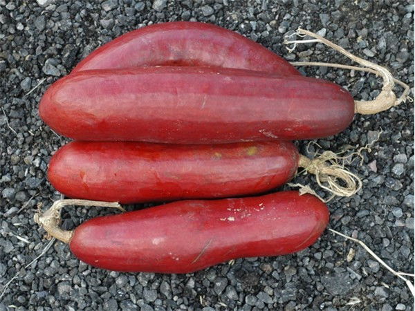 Đến cả chanh, bưởi, dưa chuột, ổi.... giờ cũng có màu đỏ rực ảnh 4