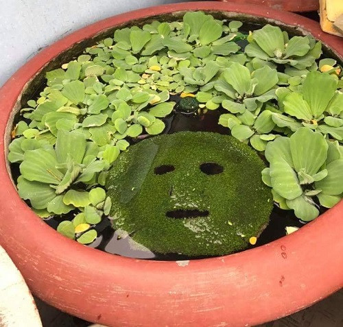 Chậu cảnh kinh dị. Chậu cảnh kinh dị.