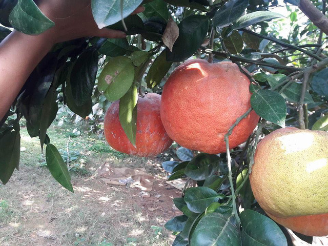 Đến cả chanh, bưởi, dưa chuột, ổi.... giờ cũng có màu đỏ rực ảnh 3