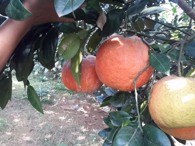 Đến cả chanh, bưởi, dưa chuột, ổi.... giờ cũng có màu đỏ rực ảnh 3