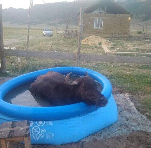 Trâu nghỉ mát. Trâu nghỉ mát.