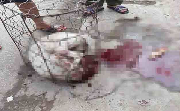 Hà Nội: Dân đánh chết chó Pitbull cắn nữ chủ nhà và hàng xóm