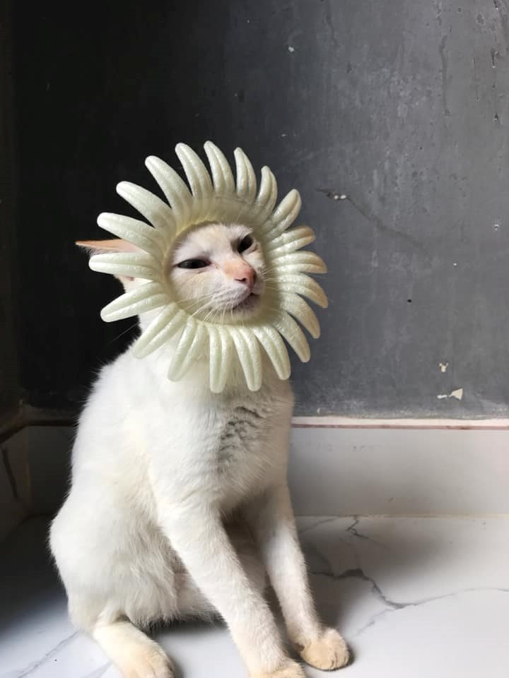 "Hướng dương style" hay "cúc nở giữa trời". "Hướng dương style" hay "cúc nở giữa trời".