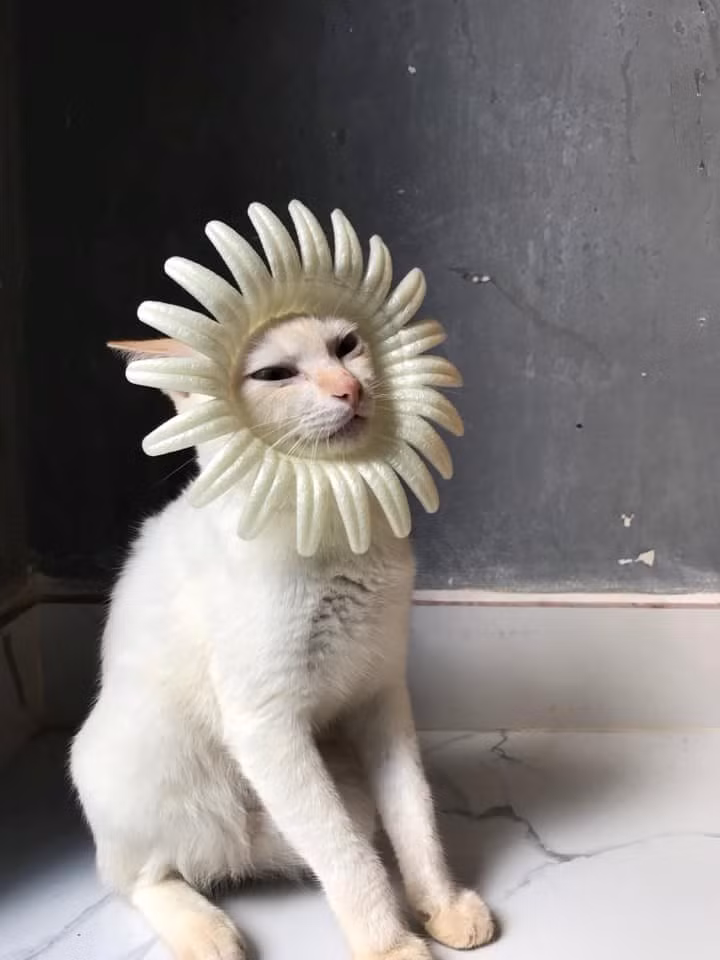 "Hướng dương style" hay "cúc nở giữa trời".