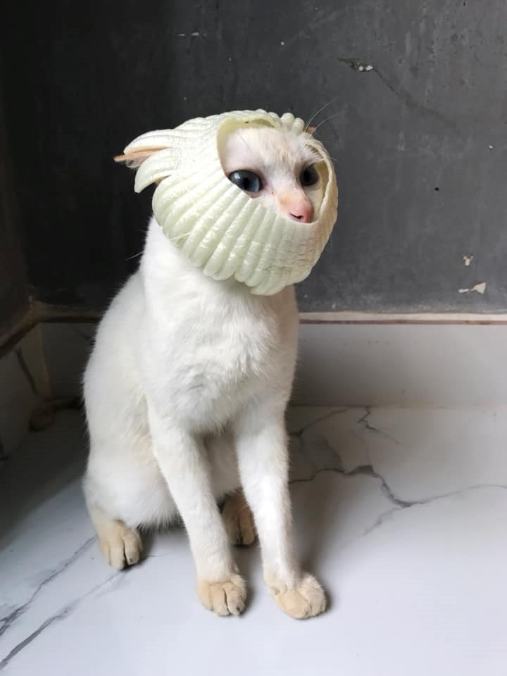 "Xì tai trộm chó". "Xì tai trộm chó".