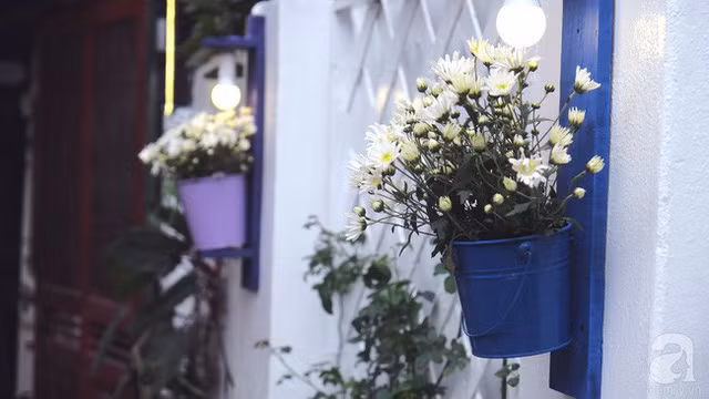  Góc dịu dàng, thanh thoát của cúc họa mi. 