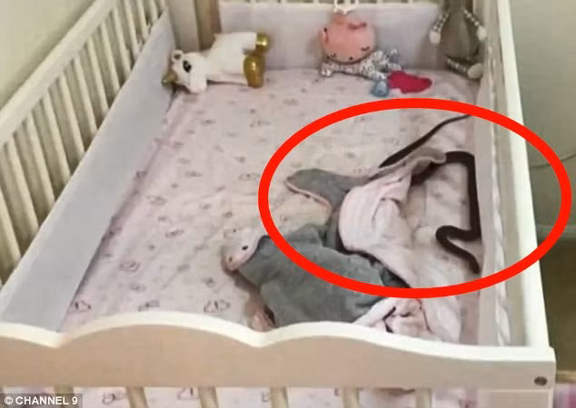 Theo dõi con ngủ qua video, mẹ phát hiện chấm đen lớn đang di chuyển trên người bé-4