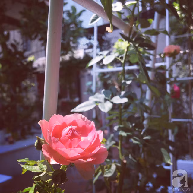  Hoa trong vườn nhà. 