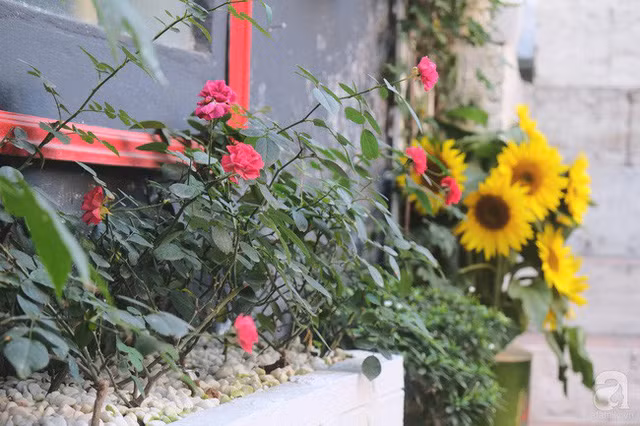  Những góc rộn ràng màu hoa và nắng. 