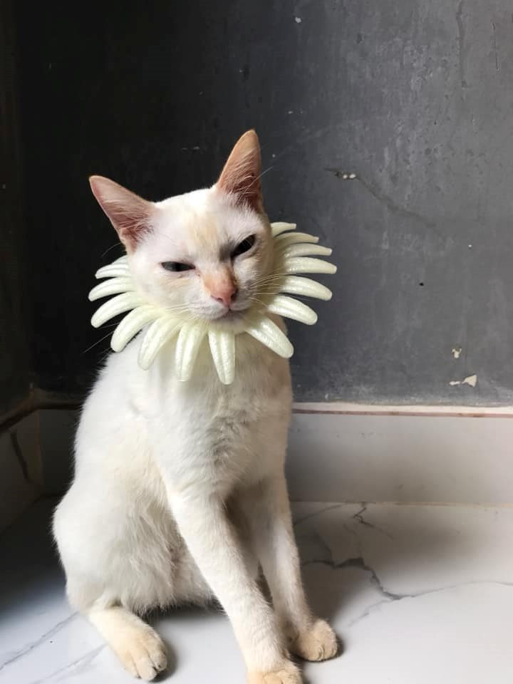 Còn đât là "Mèo quý tộc" nhé! Còn đât là "Mèo quý tộc" nhé!