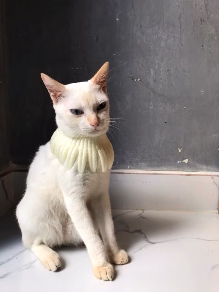 Kiểu "Quý tộc style” hay “Nữ hoàng kiêu sa” đây!