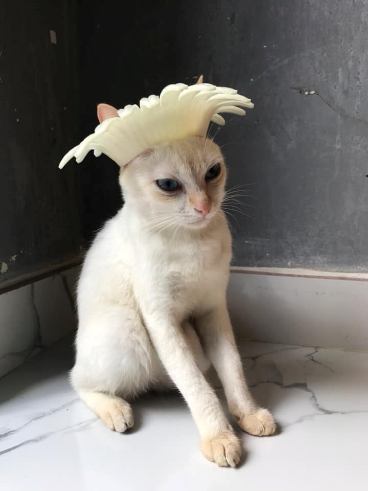 con đây là vương miện cho "nữ hoàng mèo". con đây là vương miện cho "nữ hoàng mèo".