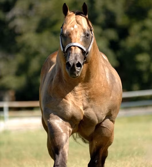 Con ngựa này sở hữu&nbsp;thân hình quá lực lưỡng với&nbsp;bộ ngực cân đối và săn chắc đến hoàn hảo.