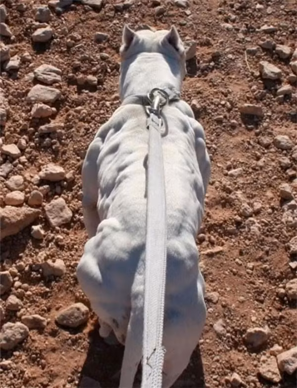 Cơ bắp cuồn cuộn lộ rõ mỗi khi di chuyển của chú chó này khiến người xem&nbsp;