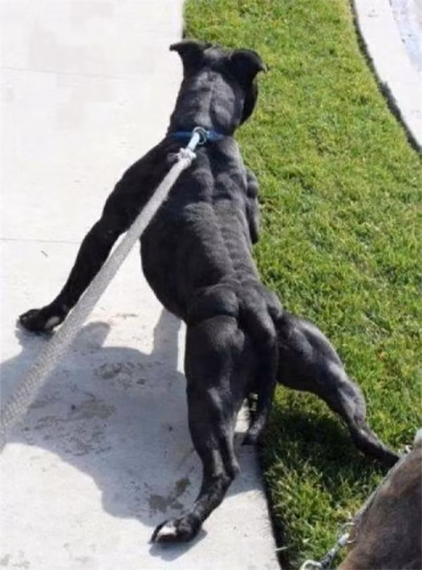 Chú chó này cũng phải trải qua chế độ ăn uống, rèn luyện gắt gao để có thể sở hữu thân hình khỏe mạnh.